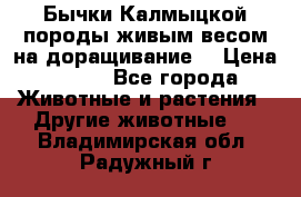 Бычки Калмыцкой породы живым весом на доращивание. › Цена ­ 135 - Все города Животные и растения » Другие животные   . Владимирская обл.,Радужный г.